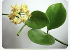 ホヤ　ー　Hoya Biakensis splasのサムネイル