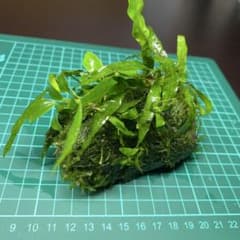 アヌビアスナナミニ&ミクロソリウムプテロプス&南米ウィローモス流木のサムネイル