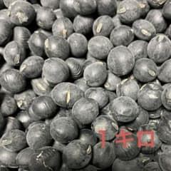 黒豆　（丹羽黒豆種）のサムネイル