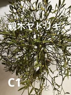 C1希少 縁起物 親木ヤドリギ ❗️綺麗な実 イエロー たくさん - メルカリ