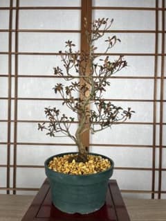 盆栽　皐月　(都牡丹)　樹高45cm 楽天市場】苗：さつき（都牡丹） : 遊恵盆栽 楽天市場店