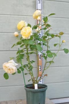 シャルロット 6号スリット ER 芽接ぎ苗 イングリッシュローズ - メルカリ