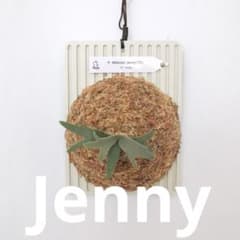 P. Willinckii Jenny (TC)【17】 - メルカリ