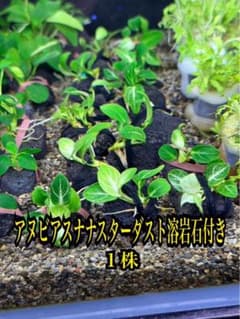 アヌビアスナナスターダスト 溶岩石付き 1株 水中葉 無農薬 郵送