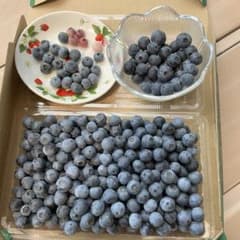 完熟ブルーベリー 中大粒 700g ブライトウェル　ラヒ　メンデイトのサムネイル