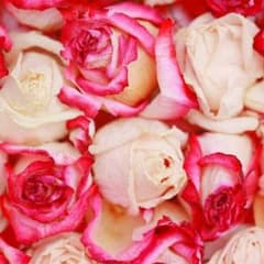 ☆あずにゃん様 専用☆のサムネイル