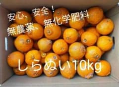 数量限定！長崎県産しらぬい箱込み10kgのサムネイル