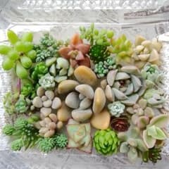 多肉植物 カット苗 詰め合わせセット☆のサムネイル