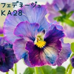 Mieさま　ＫＡ２８♥フェデネージュ　クリームピンク♥花苗ポットごと♥ KA28♥フェデネージュ クリームピンク♥花苗ポットごと♥ブルー系