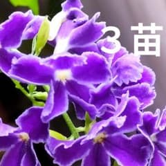 デュランタ・タカラヅカ苗 挿し木用切り苗3本 上品な紫の花自然のまま