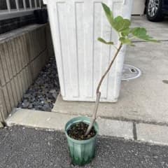 イチジク挿し苗　抜き苗のサムネイル