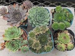 センペルビウム 6個セット③のサムネイル