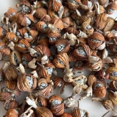 月桃の実 110個 - メルカリ