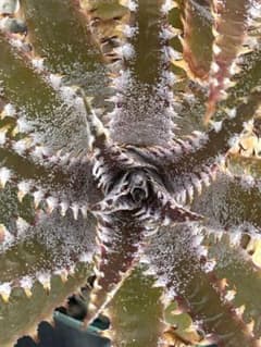 DBディッキア Dyckia Bill Baker hyb #211 DBディッキア Dyckia Bill Baker hyb #211 - メルカリ