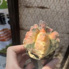 t*k様 サボテンランポー玉鸞鳳玉斑入り抜き苗発送 - メルカリ