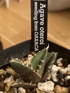 値下げ 同梱可 アガベ オアハカ実生 seeding from OAXACAのサムネイル