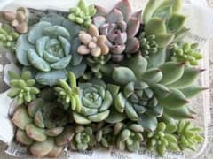 多肉植物 寄せ植えセット （エケベリア）カット苗 抜き苗のサムネイル