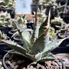 アガベ メキシコ産種子 オテロイ 実生 ホワイトファング系 - メルカリ