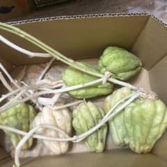 ハヤトウリ 種芋 発芽済み 栽培用2個緑現品限り5/29のサムネイル