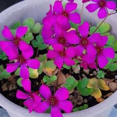 50球】オキザリス Brasiliensis Dark Cherry 球根 - メルカリ