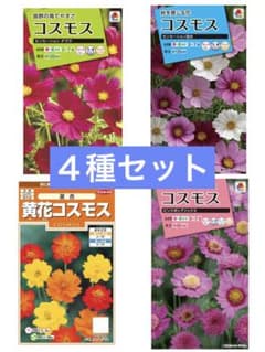 コスモスの種 4種セット⑦ - メルカリ