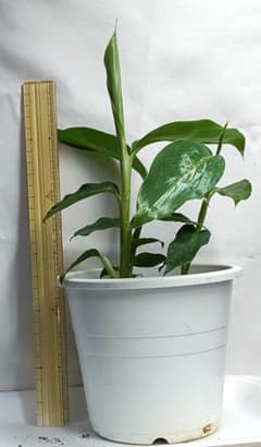 【無農薬　沖縄県産】月桃抜き苗　3本のサムネイル