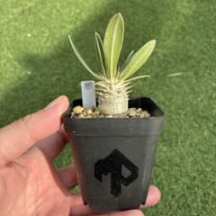 パキポディウム ホロンベンセ 実生 39 塊根植物 コーデックスのサムネイル