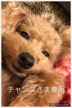 お値下げ ミカノ  ミカランセ パンツのサムネイル