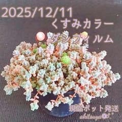 美品】大ポット❤ ピンク くすみカラーダシフィルム 現品黒ポット発送