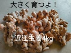 種生姜 4kg 近江生姜のサムネイル