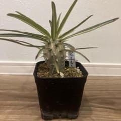 パキポディウム　カクチペス　塊根植物　実生　コーデックス　ビザールプランツのサムネイル