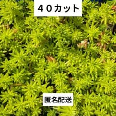 多肉植物ゴールドビューティー ４０カット 寄せ植え グランドカバー セダム