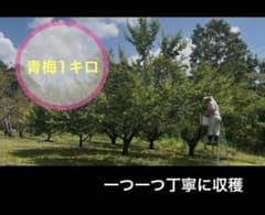 【収穫当日発送】青梅　1kg + αのサムネイル