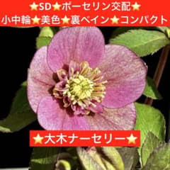 161⭐️SD⭐️ポーセリン交配⭐️小中輪⭐️美色⭐️裏ベイン