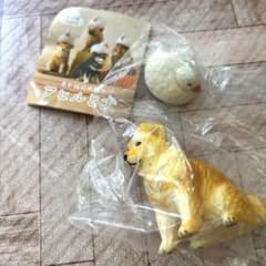 アヒルと犬　柴犬(赤柴)のサムネイル