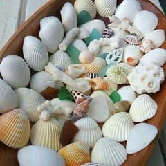 貝殻☆珊瑚☆シーグラスセット　シェル/サンゴ/ビーチグラスのサムネイル