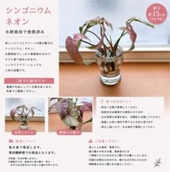シンゴニウム ネオン ✴︎ 水耕栽培 発根済み 2苗セットのサムネイル