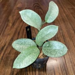 s*s様 【オークション】ホヤ カルノーサ ノバゴースト【現品鉢タグ付