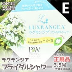 【正規品タグ付き】 PW ラグランジア ブライダルシャワー 3.5号苗 【E】のサムネイル