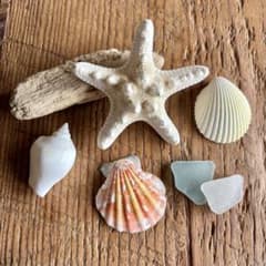 コブヒトデ⭐︎流木や巻貝などのインテリアセット　シーグラス