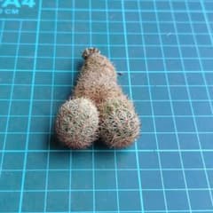 実生苗　超人気花サボテン　エキノケレウス属　未開花　花色不明のサムネイル