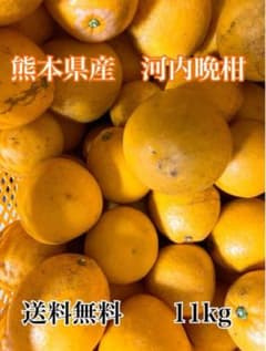 熊本県産　ジューシーオレンジ　河内晩柑　訳ありのサムネイル