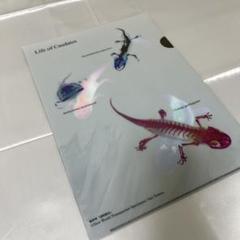 【1点物】極美品☆極希少 透明骨格標本 ハコネサンショウウオ 幼体 約50mm 3391：【未使用】新世界 透明標本 クリアファイル オオ