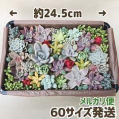 多肉植物 大きめ 月花美人 他 14種類 カット セット ②のサムネイル