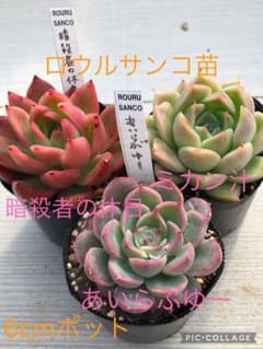 多肉植物 ロウルサンコ苗♡抜き苗セット - メルカリ