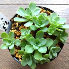 多肉　ドドランタリス　抜き苗　ポット内すべて　アエオニウムのサムネイル