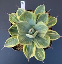 アガベ パリートランカータ ライムストリーク 美株 No.52 - メルカリ