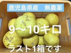 訳あり鹿児島県産　ボンタン　文旦　9〜10キロのサムネイル