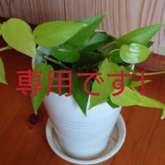 ポトスライムコンパクトのサムネイル