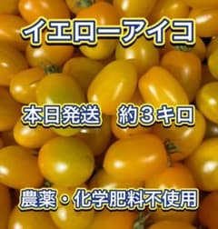 【綾善farm】農薬・化学肥料不使用のミニトマト（イエローアイコ）3kg【限定】のサムネイル